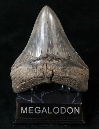Beautiful, Serrated Fossil Megalodon Tooth #15529